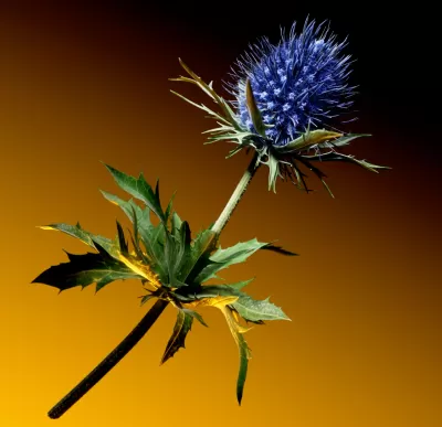 Prada - Flowers store windows